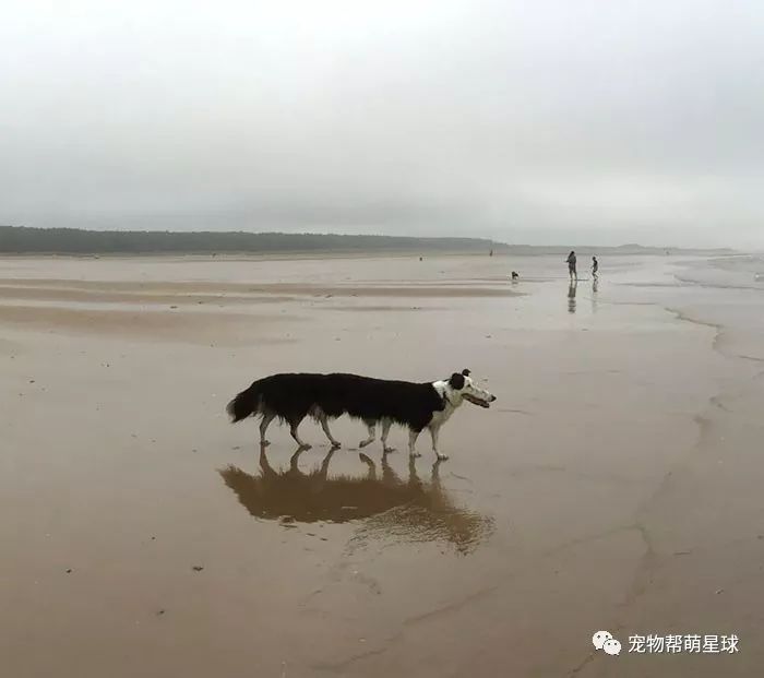 驚悚！大黃狗趴在地上，前腳斷成兩截...可真相卻讓人哭笑不得！ 寵物 第14張