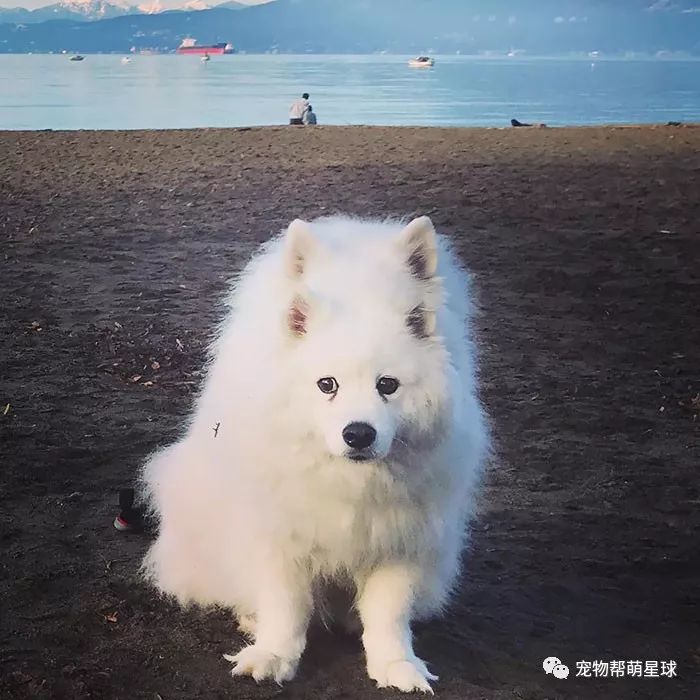 驚悚！大黃狗趴在地上，前腳斷成兩截...可真相卻讓人哭笑不得！ 未分類 第8張