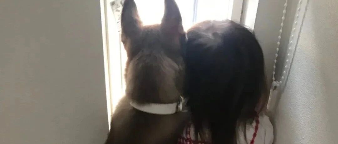 不是说好一起长大么？才4个月二哈就比小主人大一倍...