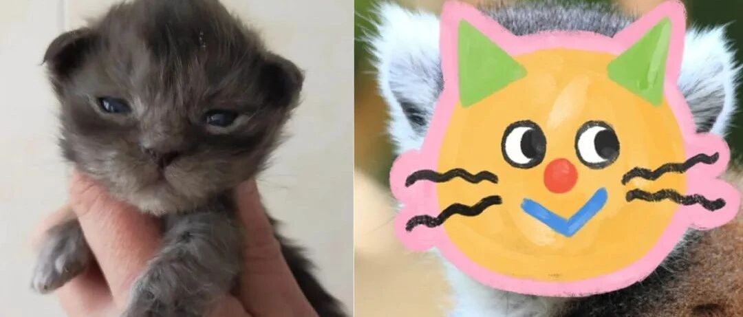 明明是只小灰猫，长大后竟越来越像猴子，网友怀疑被掉包！