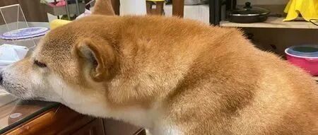 柴犬在家和在外态度呈两极端，铲屎官脑壳疼：是同一只狗么？！