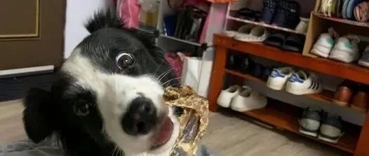 边牧为救玩偶得罪主人，主人：“终究是错付了...”