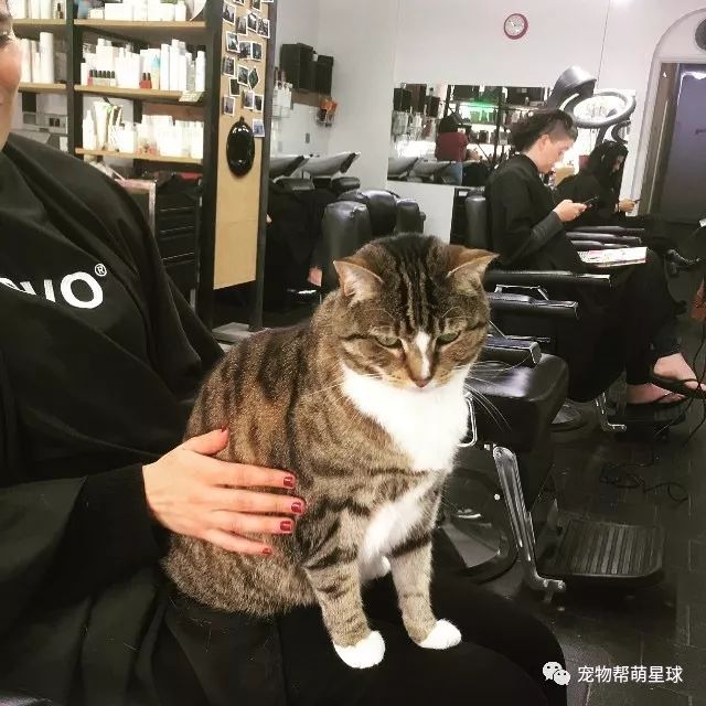 流浪貓被救後變美容院店長...為了留住顧客，它竟不惜出賣「色相」！ 寵物 第1張