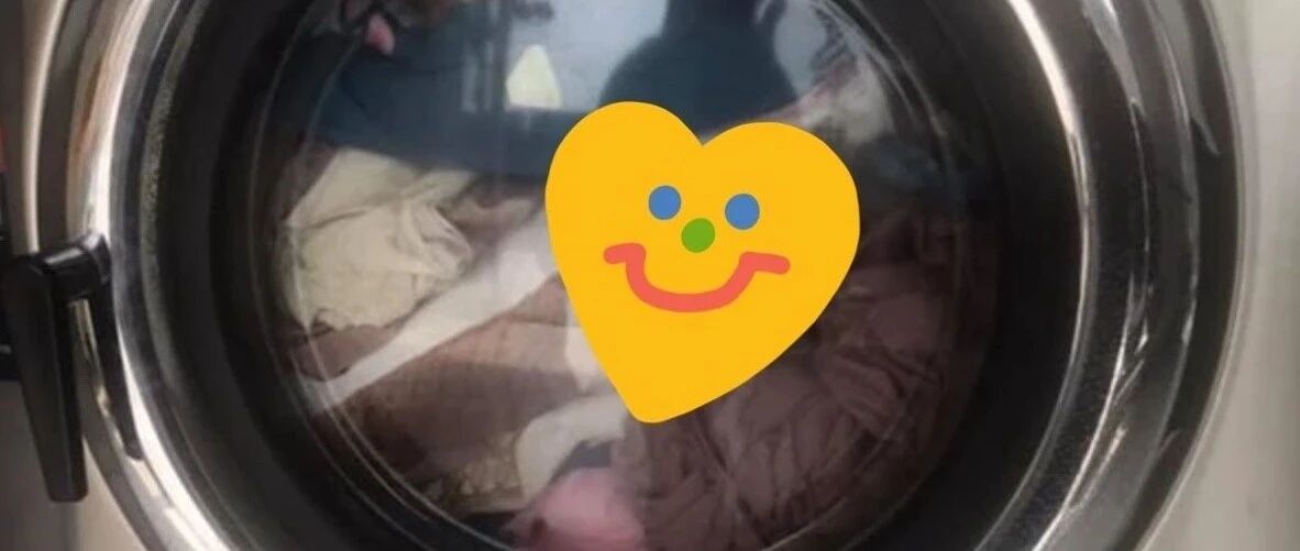 博美遭人残忍丢入洗衣机内翻搅！她连滚带爬上前救援，走近一看顿时尴尬笑喷！