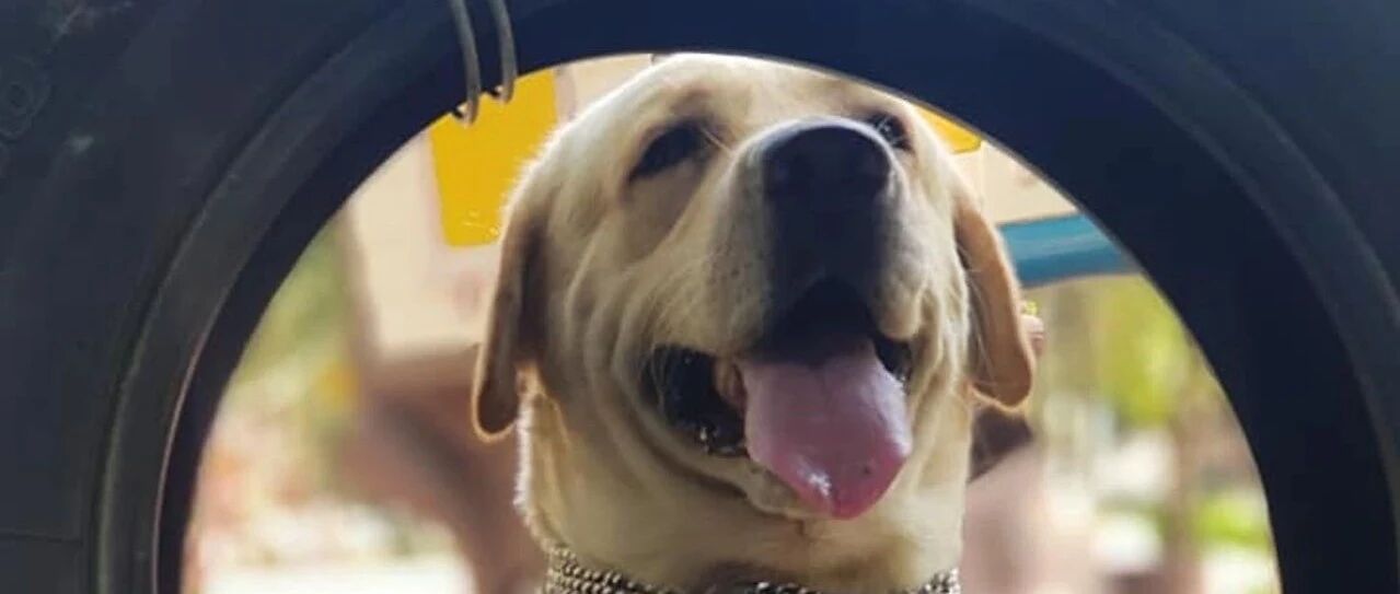 孝顺狗早起主动送上“双煎蛋”，爸惊醒后又闻见特殊气味瞬间崩溃……