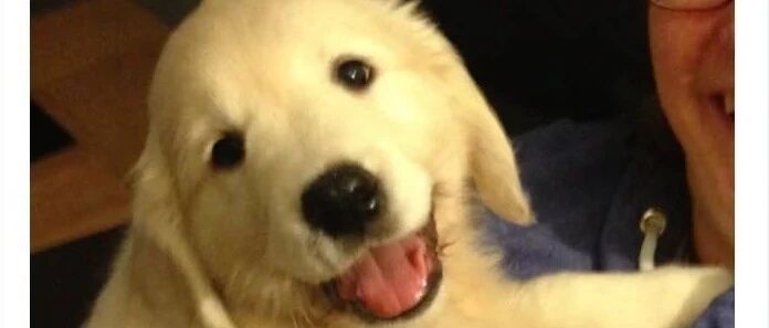 金毛被主人独自留在超市外，竟突遇暴雨，保安一举动获万人点赞！