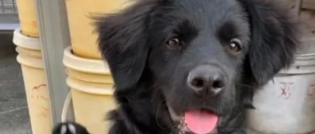 流浪小奶狗遭恶人追打险些丢命，她挺身而出救回家，现在的笑容超治愈！