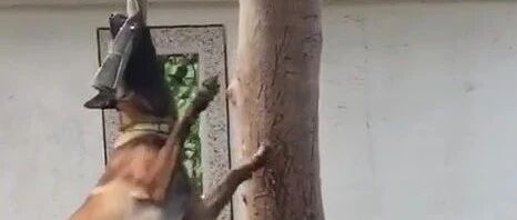 虐狗？！狗狗被吊树上拼命挣扎！可走近一看真相竟让人爆笑？