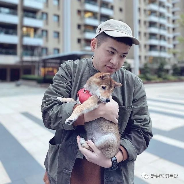 老公像瘋了一樣每天哄柴犬入睡，遭到妻子強烈白眼：請你放過咱家狗子！ 寵物 第7張