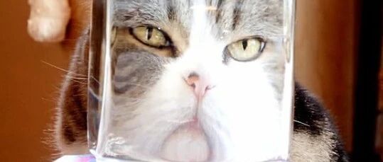 猫咪一本正经的头戴“安全帽”荡秋千，安全系数满分：本喵怕死啦!