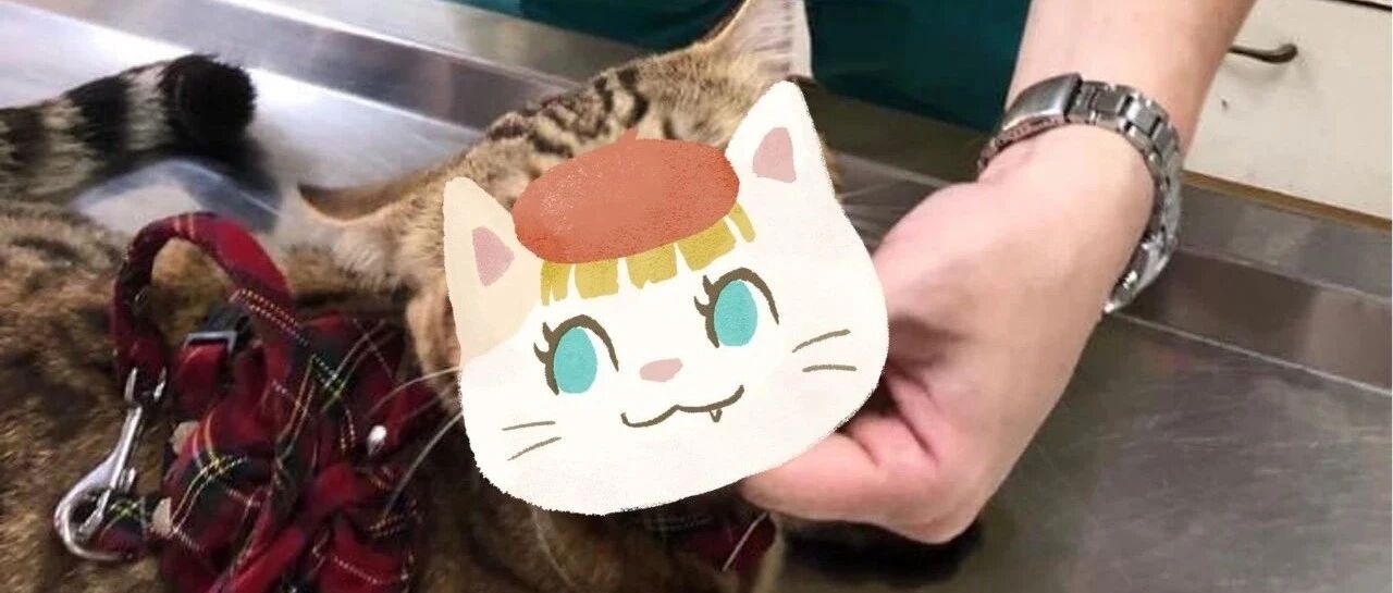 豹猫每次看医生跟打仗似的！可如今遇见美男兽医竟做出如此举动让妈惊呆！