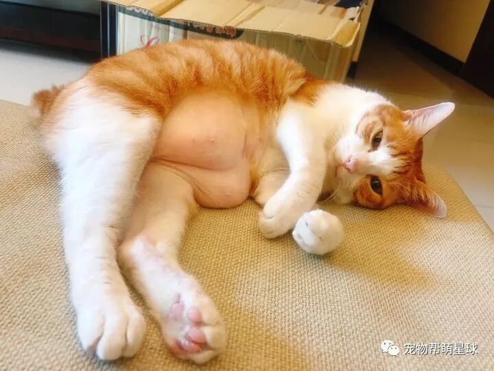 18禁!长腿辣猫侧躺露出G奶！引发网友躁动鼻血直流u2026 - 宠物帮萌星球 