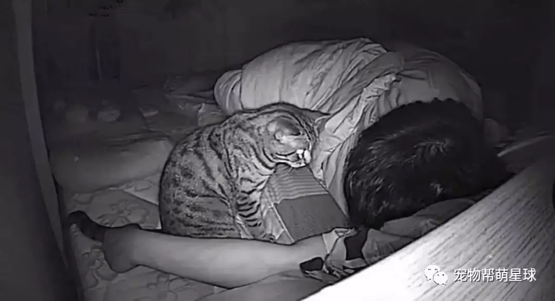 貓咪半夜都在幹嘛？泰國一小哥架錄影機揭秘，網友顫抖評論：真的可怕！ 未分類 第2張