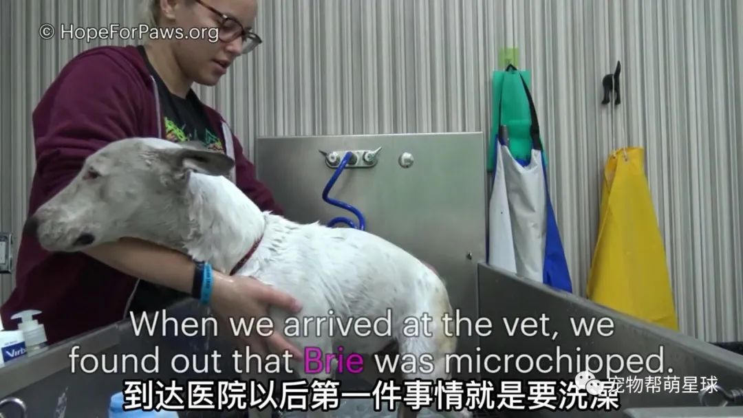狗狗徒步六百公里寻家，好心人帮忙联系主人，结果被告知...