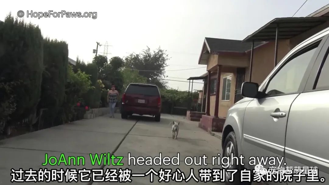 狗狗徒步六百公里寻家，好心人帮忙联系主人，结果被告知...
