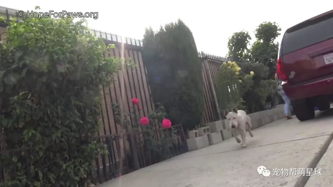 狗狗徒步六百公里寻家，好心人帮忙联系主人，结果被告知...