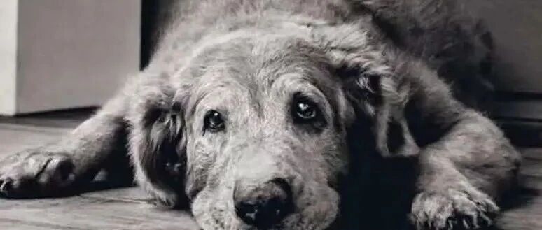 拯救一只濒临死亡的狗狗，他尽力了！