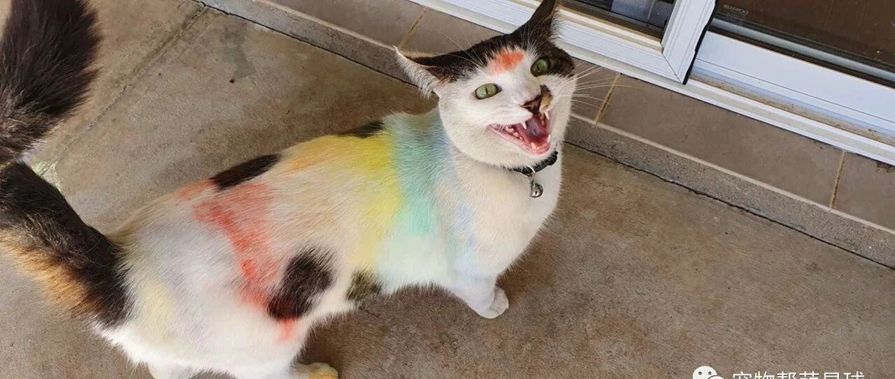爱猫被染五颜六色惨被虐待？爸怒气冲冲找虐猫者理论，结果突然惊觉真凶竟是…