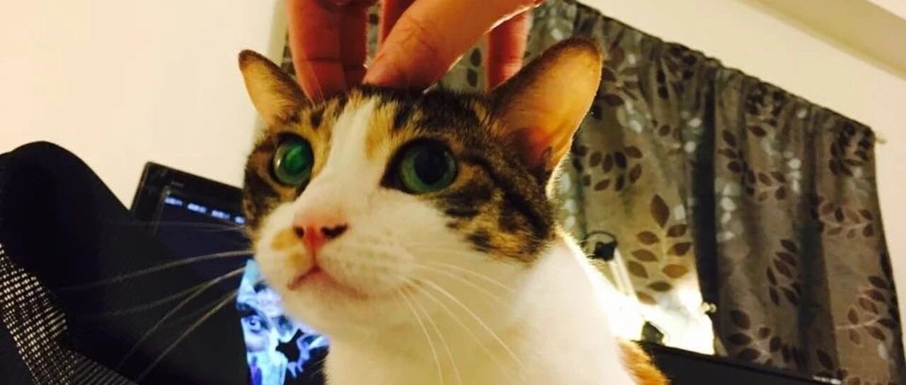 抑郁妈准备自杀了结生命，最后一刻猫超人出手相救，让妈重获希望…