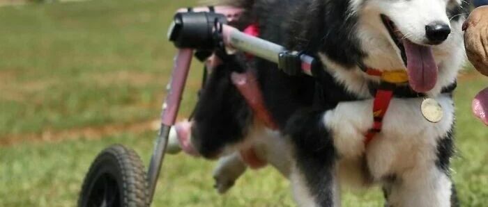 哈士奇双腿被打瘫痪，靠吃排泄物度日，仅因为它不能繁殖了..