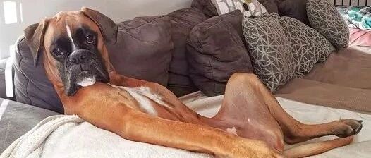 为让女儿远离手机，妈妈领养一只狗陪她，结果...她俩一起玩手机...