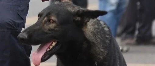 服役13年的搜救犬病到站不起来，却仍想跟着训练，泪目了...