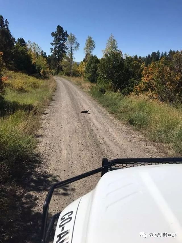 荒山野嶺的土路上，消防員發現一個瘦弱的身影...走近看竟然是它！ 寵物 第1張