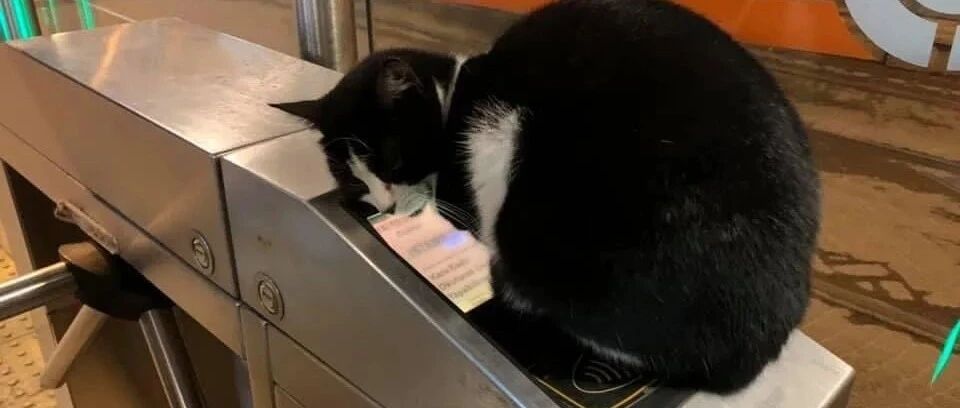 两只流浪猫霸占车站刷卡机，丰满身材盖的严严实实！哈哈~