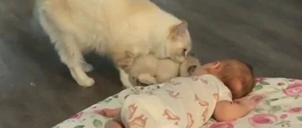 有了宝宝的猫妈妈简直是炫娃狂魔，人类幼崽也不放过...