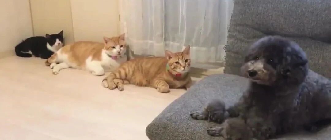 狗狗突感背后寒意，回头一看瞬间石化，网友：它真的压力山大!