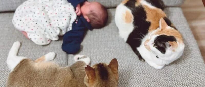 小宝宝身处危险，猫咪自发搭建猫墙，成为专属守护神~