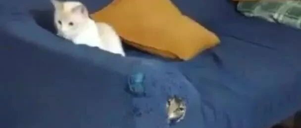 斥巨资买入5678个高档猫窝 猫主子独爱躺地板 猫 哪儿找来的垃圾 萌宠 训练养宠技巧 宠物用品 微信头条新闻公众号文章收集网