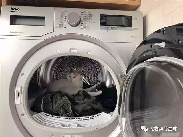 貓貓被洗衣機洗滌半小時，11年養貓經驗的主人，一個疏忽差點害死主子！ 寵物 第8張