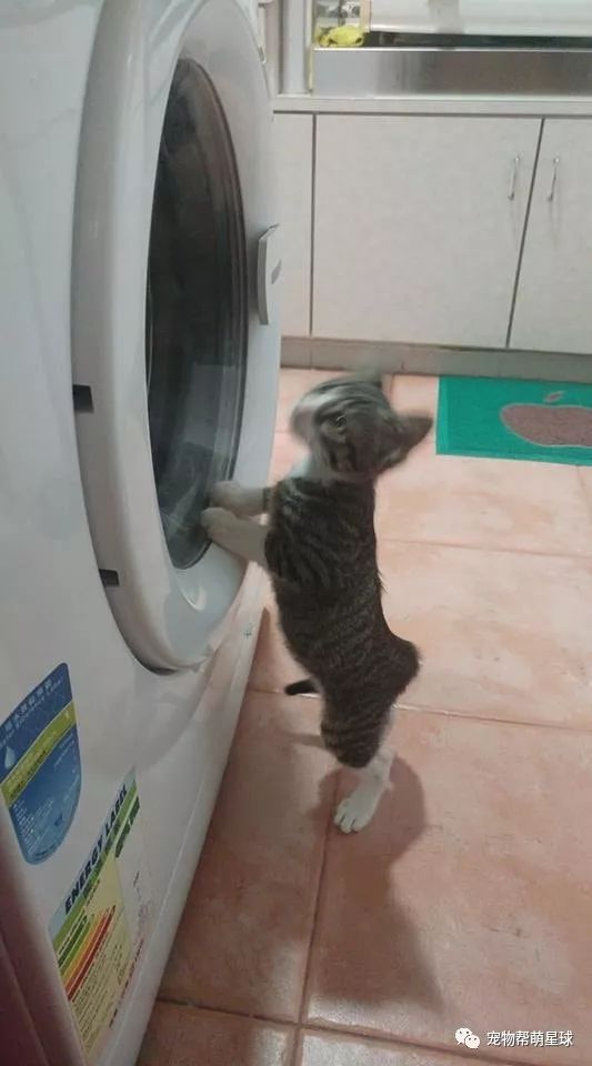 貓貓被洗衣機洗滌半小時，11年養貓經驗的主人，一個疏忽差點害死主子！ 寵物 第9張
