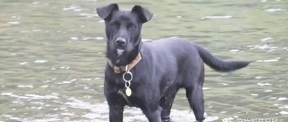 年迈主人路边突然昏倒，忠犬着急狂舔，最后一个举动捡回主人的命！