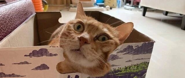 肥猫住宠物酒店，遭美喵不断勾引，万年单身猫竟做出直男回应，让妈大喊不争气