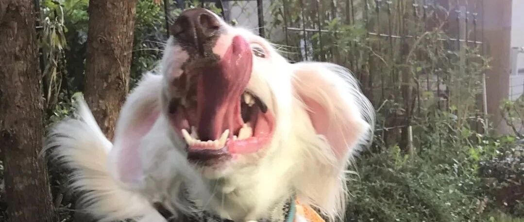 爱犬数张丑照竟一夜流出，面对突然爆火，主人急澄清：它是美少女啦！