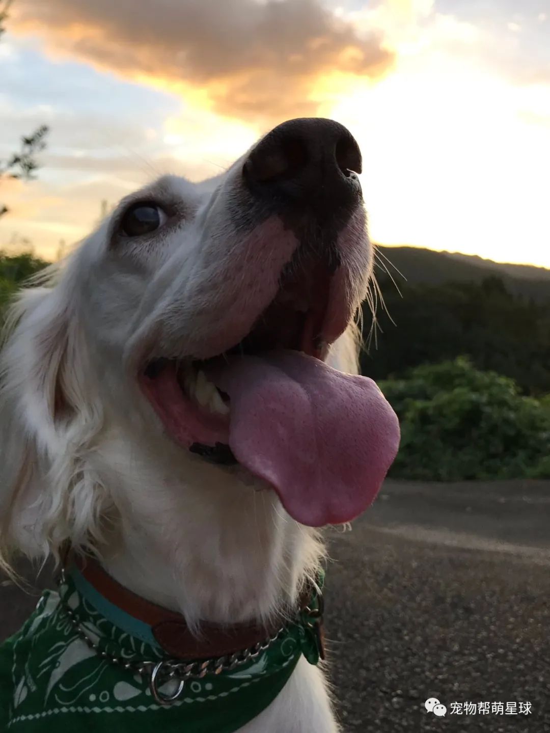 愛犬數張醜照竟一夜流出，面對突然爆火，主人急澄清：它是美少女啦！ 寵物 第10張