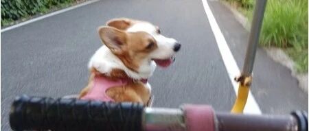 柯基和主人玩脚踏车，被超后，竟努力蹬腿想反超：后面的努力啊！