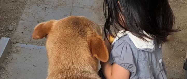 这个皇帝太痴狂！为猫写祭文超度，还用金棺下葬_影视聚合站