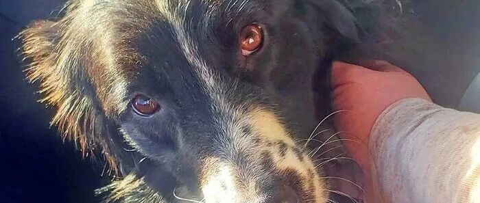 边牧丢失4个月，为了找家它徒步走了112公里...