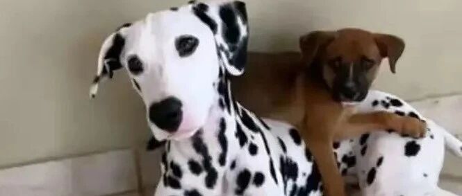 大斑点散步时不断向主人示意，谁料竟拯救一条小生命！