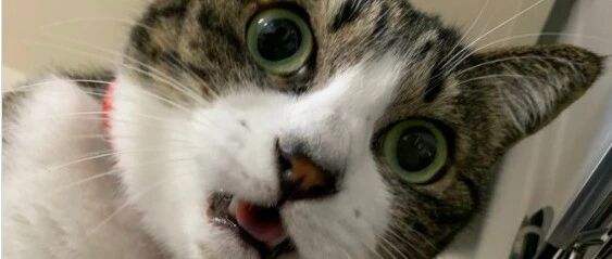 地震吓坏猫咪，主人狂安慰，网友：霸气的长相，最怂的心！