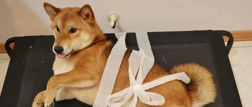 柴犬被主人“五花大绑”，下一秒却很配合，竟是被提前收买了?