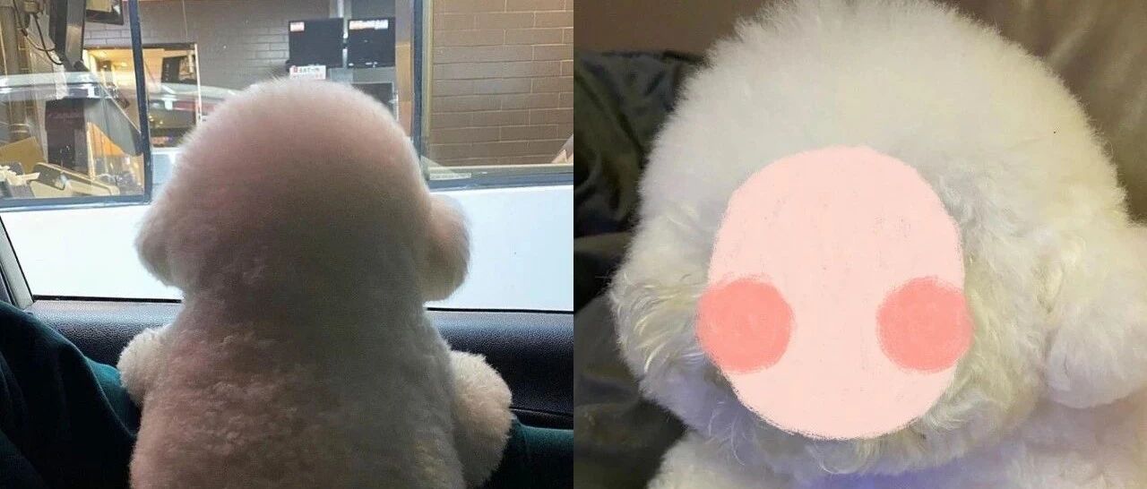 比熊犬背影超像棉花糖！结果回头露出真面目直接吓坏网友！