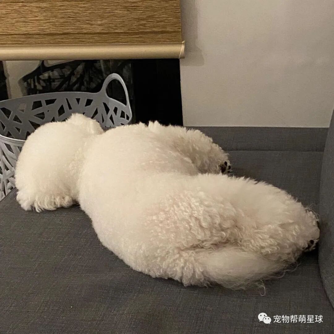 比熊犬背影超像棉花糖 结果回头露出真面目直接吓坏网友 柠檬资讯