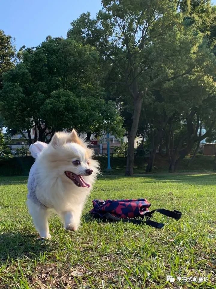 愛犬在車上開心微笑，緊接著媽聞見一股怪味，定睛一看這東西竟然沾滿小腿！ 寵物 第5張