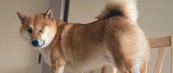 柴犬偷摸搞恶作剧，被发现后瞬间变脸，主人笑到手都颤抖