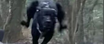 狗狗狰狞着脸狂奔，像极了放假前一天下班时的我......