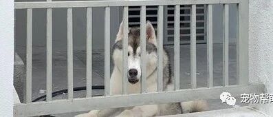 看邻居家二哈好眼熟！还不断对自己微笑，下秒突然震惊：隔壁没养狗啊！